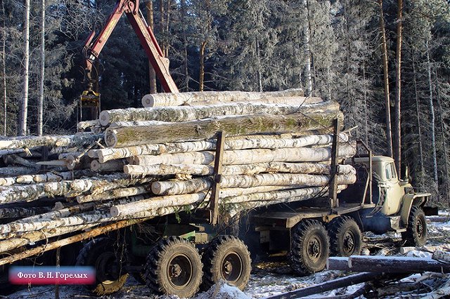 В Свердловской области объявлена охота на чёрных лесорубов