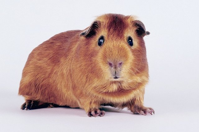 Уральцы спасли животных экоцентра, оставшихся без еды из-за коронавируса