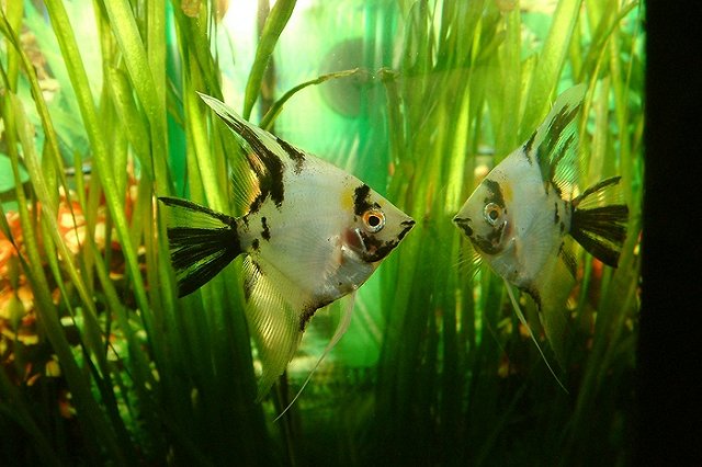 Феномен отчаяния: учёные выявили депрессию у рыбок