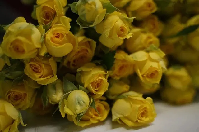 «Потому что гладиолус». В 2024 году поставки живых цветов из-за границы на Урал выросли на 70%