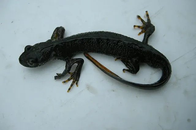 Уральские ученые назвали главного виновника исчезновении в регионе «краснокнижного» тритона