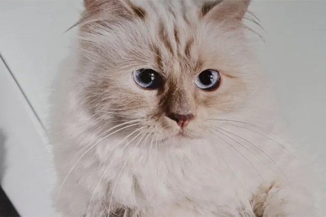 Кошка Карла Лагерфельда заработала три миллиона евро за год