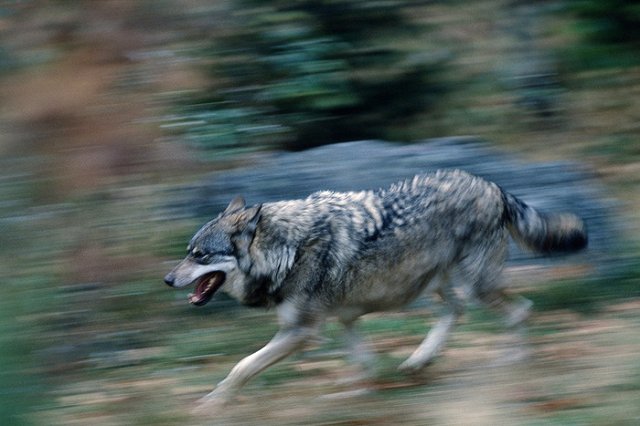 Шесть сбежавших из зоопарка в Тбилиси волков и два льва убиты спецназом