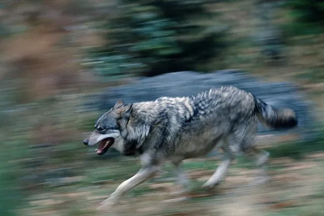 Шесть сбежавших из зоопарка в Тбилиси волков и два льва убиты спецназом