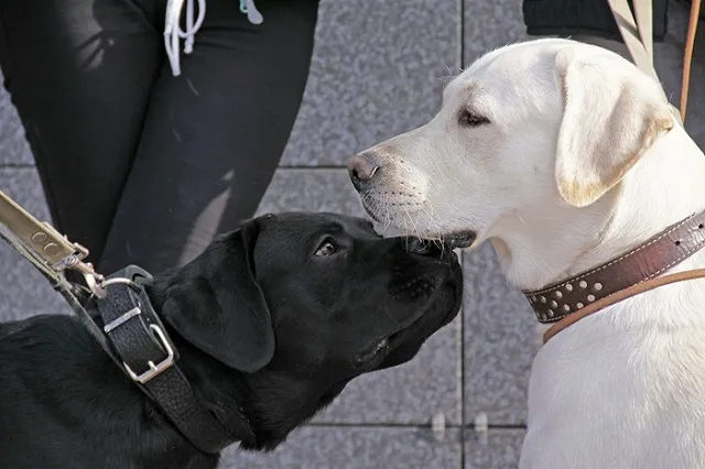 В Пермском крае у незрячего отобрали собаку-поводыря из-за жестокого обращения