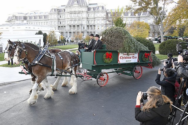 На Среднем Урале ужесточается охрана еловых лесов