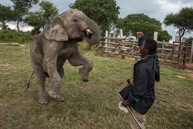 Африканцы пожаловались на слишком маленькие китайские презервативы