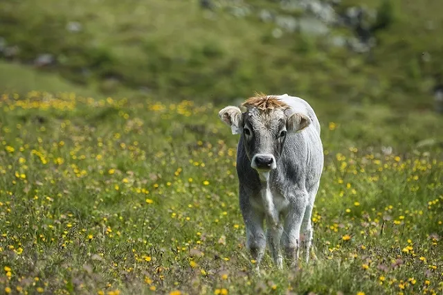 Прокурор извинился перед курганским фермером за дело о «теленке с GPS»