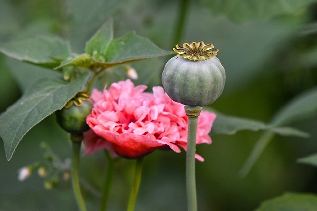 Полицейская операция «Мак-2020» началась в Екатеринбурге