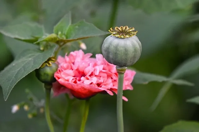 Полицейская операция «Мак-2020» началась в Екатеринбурге