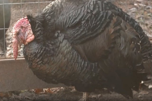 Пьяные латвийцы напоили краденого индюка водкой и поехали с ним на курорт