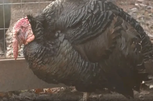 Пьяные латвийцы напоили краденого индюка водкой и поехали с ним на курорт