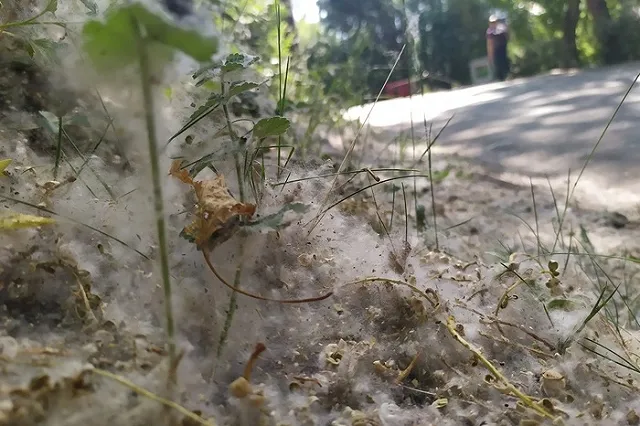 «Задержали двух граждан, поджигавших пух»: директор ЦПКиО — о пожарах в парке