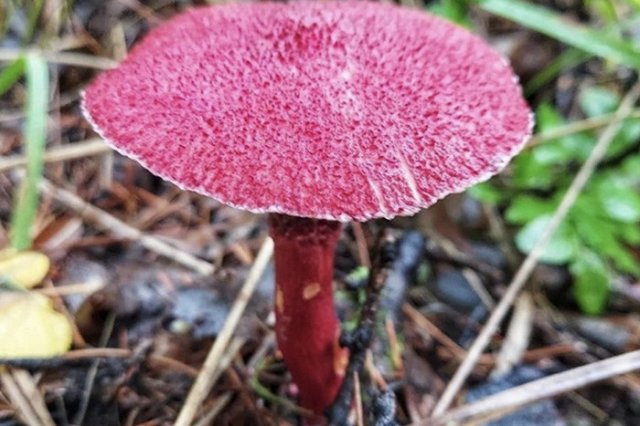 В свердловском лесу нашли странные и гламурные грибы