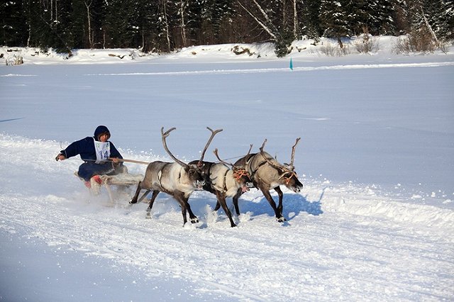 Возбудитель сибирской язвы обнаружен уже у 20 жителей Ямала