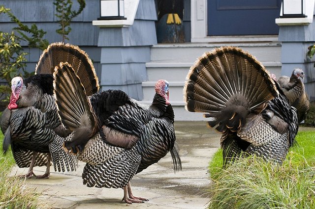 Дикие индюки оккупировали калифорнийский город