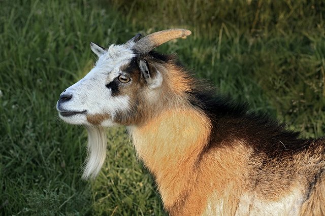 Козел-осеменитель из Франции, привезенный в Верхнюю Пышму, оказался геем