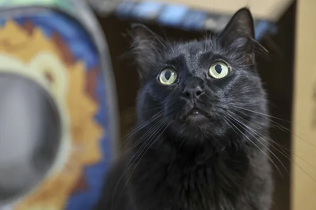 В тульской колонии поймали кота-наркокурьера