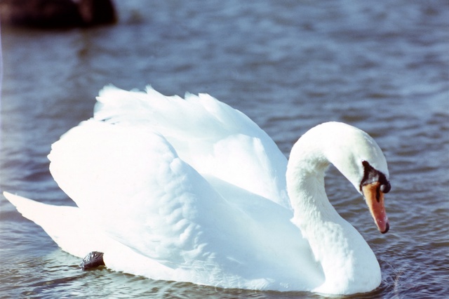 В Нижнем Новгороде лебедь погиб от депрессии после смерти подруги