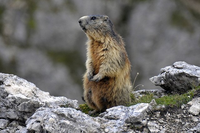 Канал Sky 13 раз повторит «День сурка» в День сурка