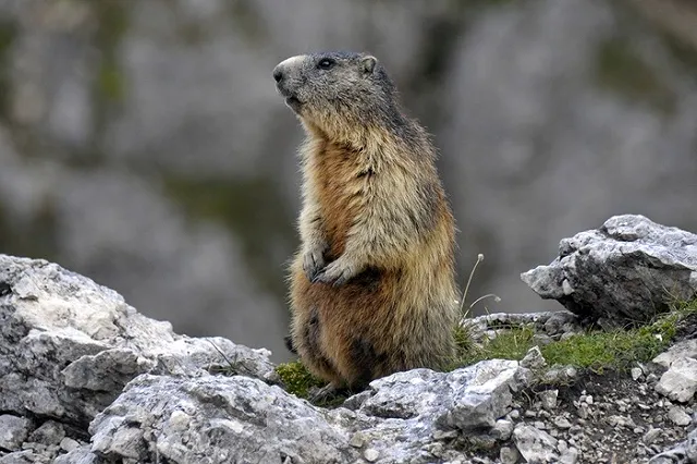 Канал Sky 13 раз повторит «День сурка» в День сурка