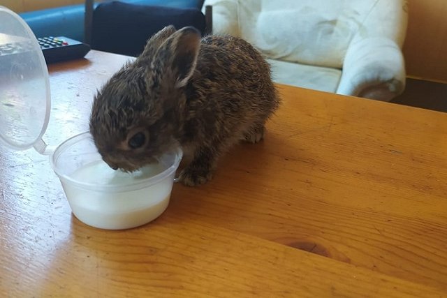 В Первоуральске осуждённые спасли маленького зайчонка