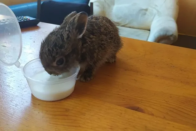 В Первоуральске осуждённые спасли маленького зайчонка