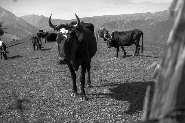 В Екатеринбург доставили партию американской спермы