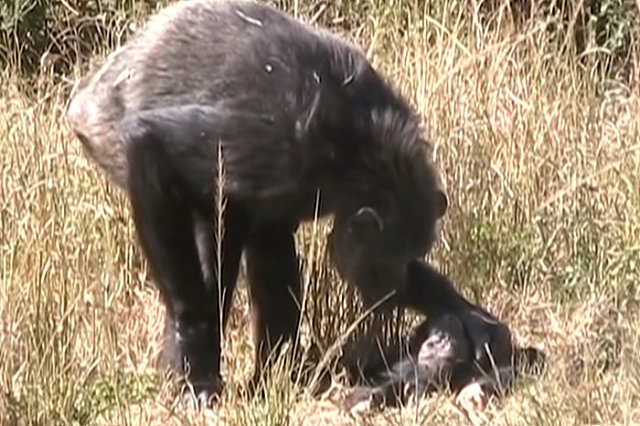 В Афинском зоопарке застрелили сбежавшего самца шимпанзе