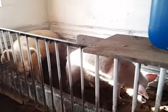 В Иркутской области мужчина погиб после укуса свиньи