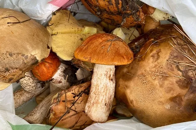 Стало известно, почему из уральских лесов исчезли грибы