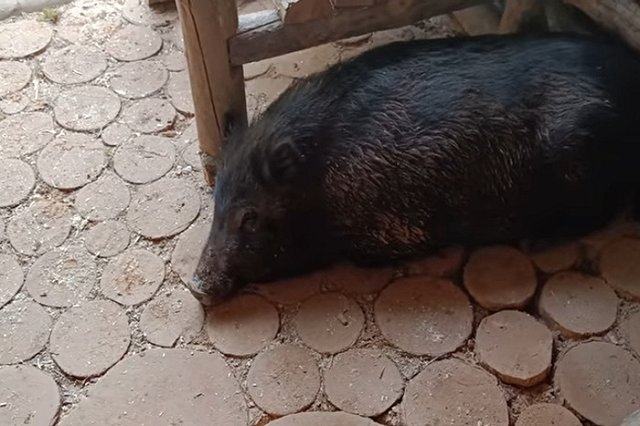 Свердловский предприниматель застрелил кабана на оживленной трассе из окна своей машины