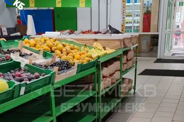 Ещё один голубь посетил продуктовый магазин Екатеринбурга