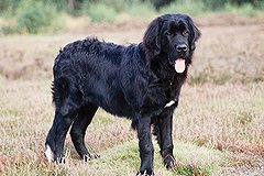 В Челябинске собака до смерти закусала садовода