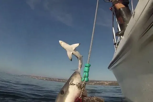 «Летающая» белая акула стала звездой YouTube