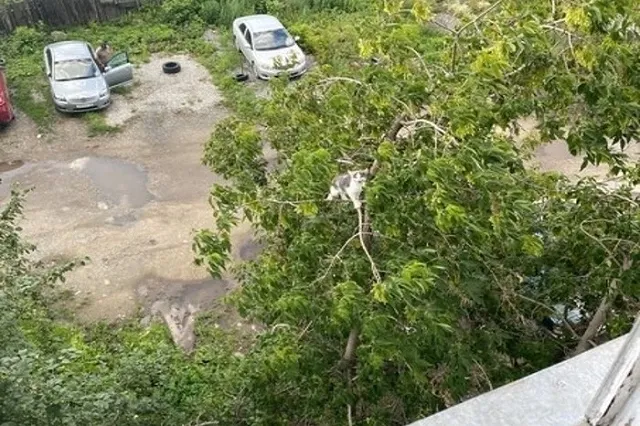 В Екатеринбурге зооспасатель помог котёнку, застрявшему на дереве