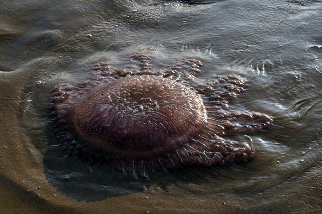 В Таиланде утонул российский турист