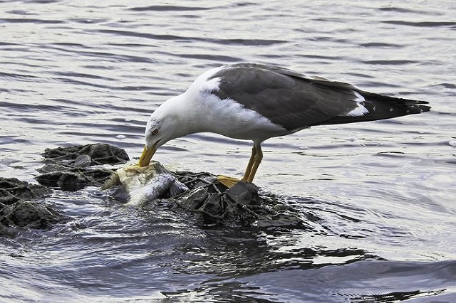 «Студия суши» заразила клиентов сальмонеллезом