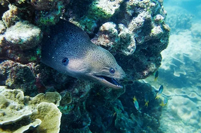 Задержанные за хранение кораллов россиянки рассказали о тайской тюрьме