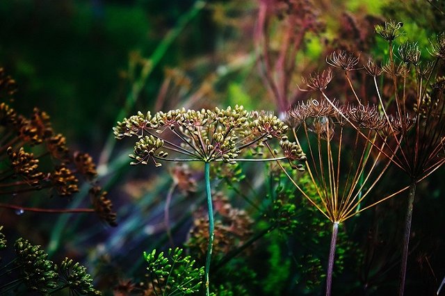 Прекращено дело пенсионера, покончившего с собой из-за куста конопли