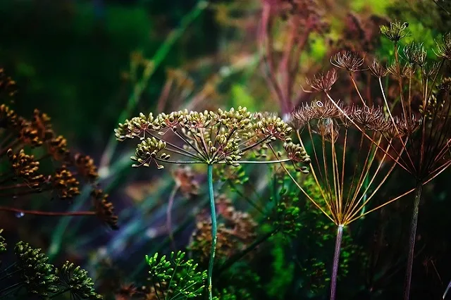 Прекращено дело пенсионера, покончившего с собой из-за куста конопли