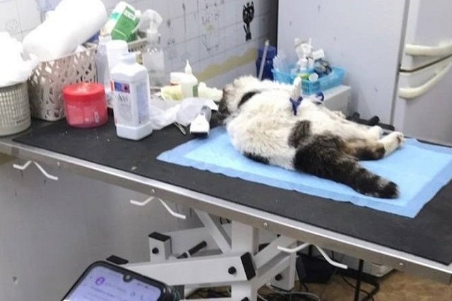 Избитого кота в мусорном баке нашли в Нижней Туре