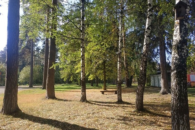 В Верхней Пышме осудили рабочего, самовольно выкорчевавшего 116 деревьев