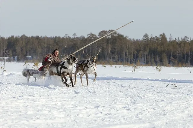 Северный олень Гром заменит украденного из Уральской резиденции Деда Мороза