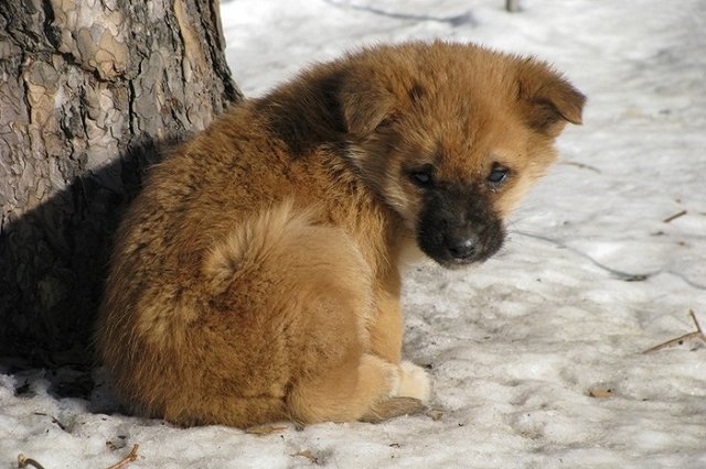В ХМАО школьница залила новорожденных щенков кипятком и сбросила с 5 этажа