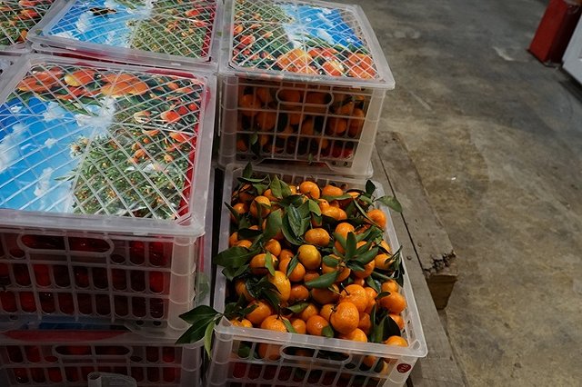 Свердловские таможенники рассказали, сколько и каких цитрусовых ввозят торговцы