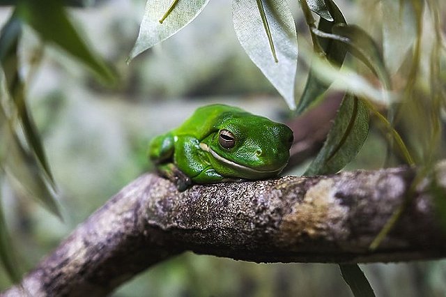 Означает «стать искривлённым». Новая вирусная инфекция, уродующая суставы, проникла в Россию