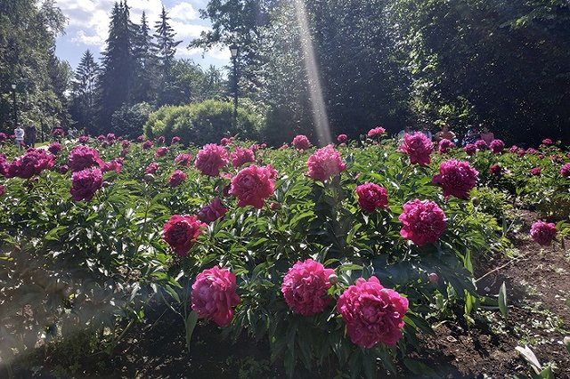 «Люди, что же вы делаете?!». В мэрии прокомментировали «воровство» с клумб