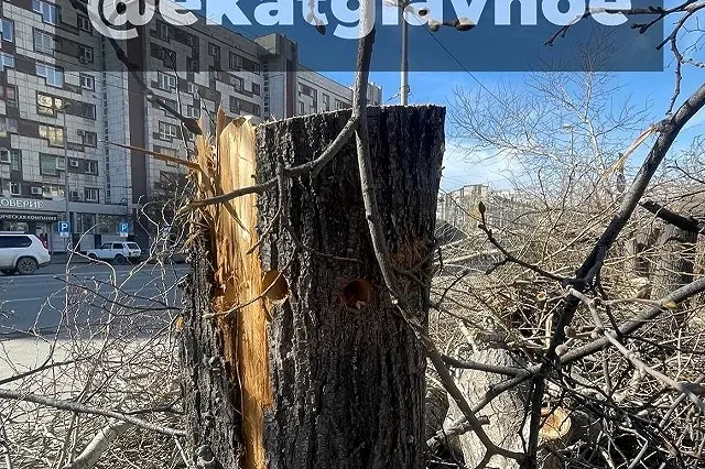 Неизвестные уничтожили липы на Малышева