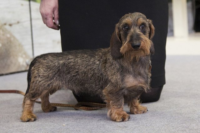 Вынесен приговор свердловчанину, съевшему соседскую болонку